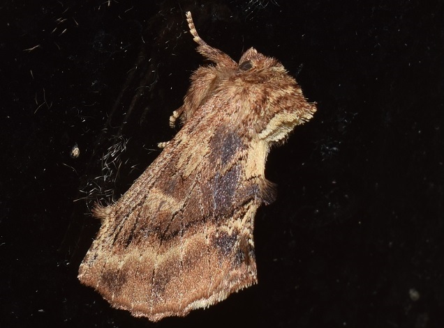 Ptilodon capucina (Notodontidae)? - S